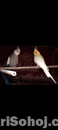 ককাটেল পাখি